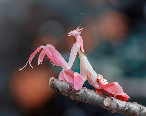 Zoologist - Orchid Mantis  Deluxe Bottle - 60ml | OFFICIAL STOCKIST
